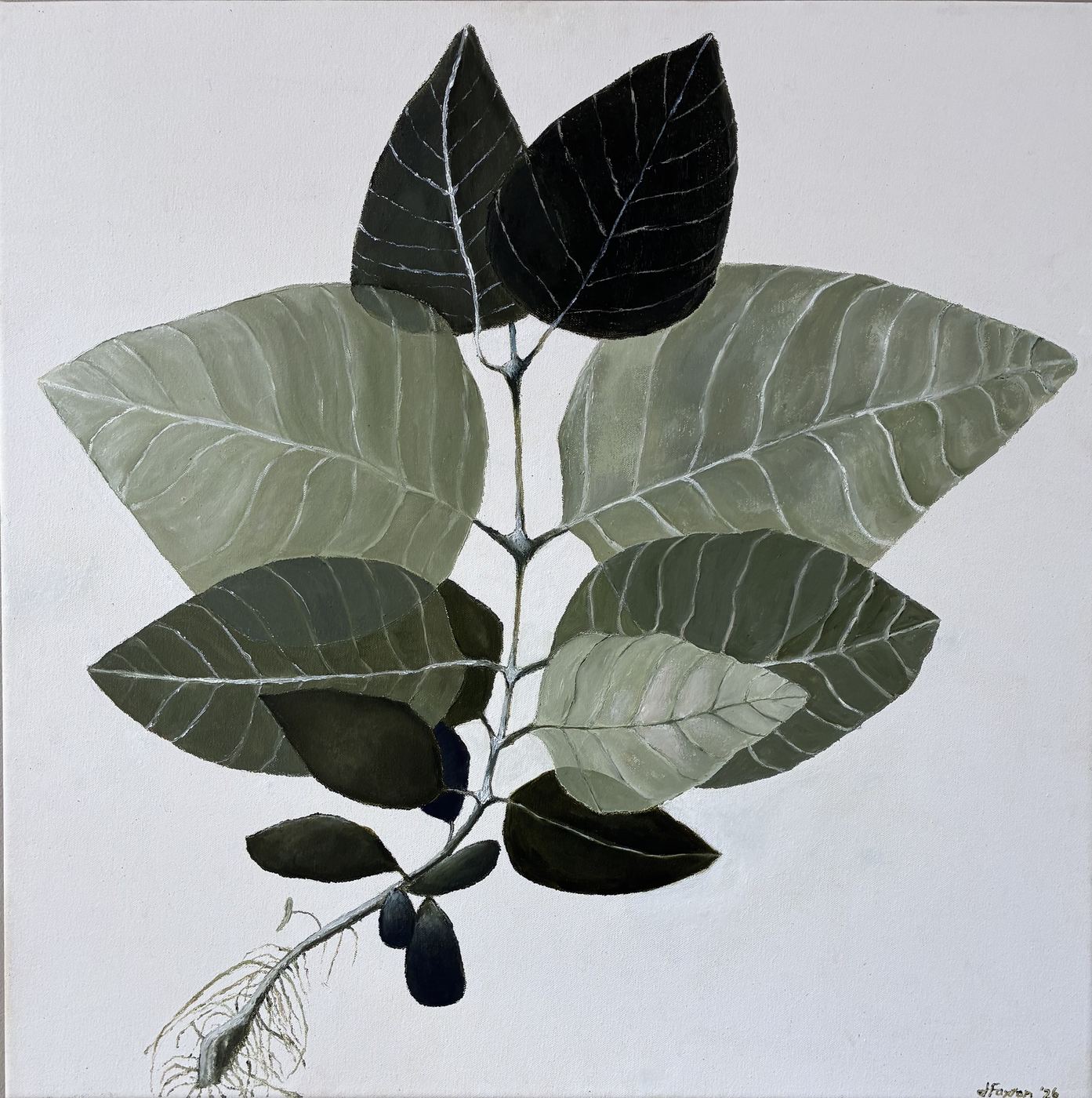 Salmon Gum by Jen Foxton — 2026, 60cm x 60cm.